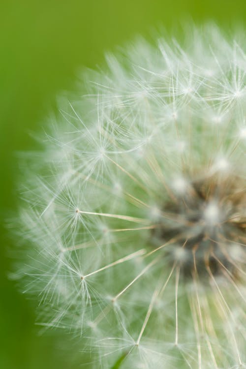 A close up of a dandelion with a white center