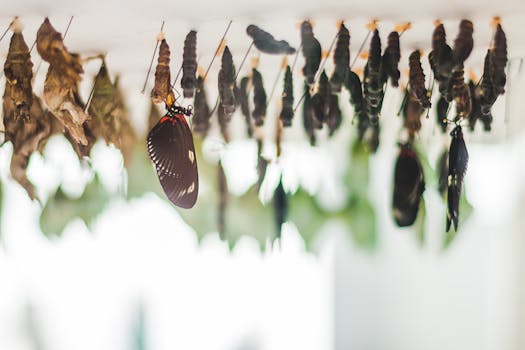 Detailed view of hanging chrysalises with emerging butterflies in a natural setting.