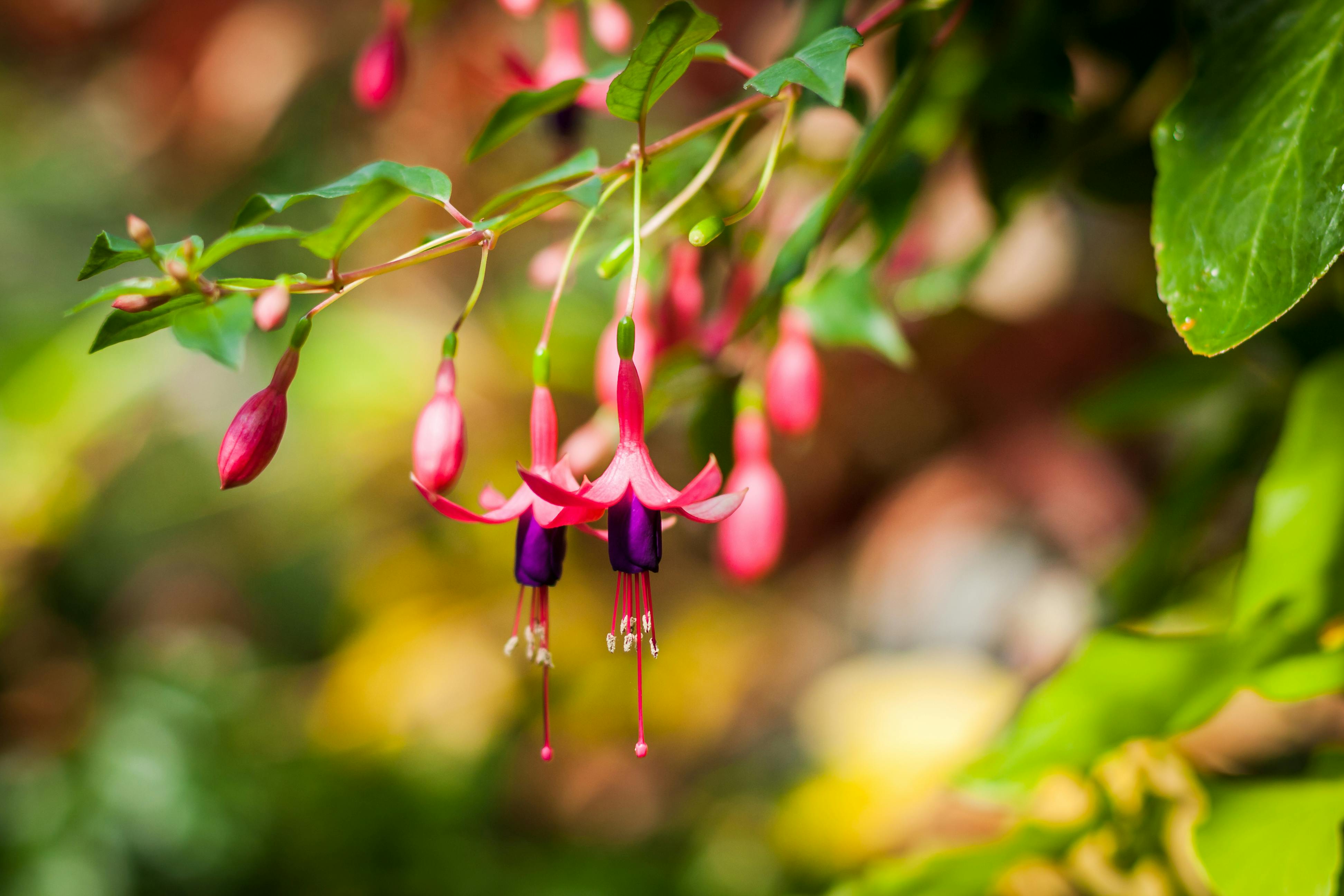 郁郁葱葱的绿叶中，紫红花的彩色特写镜头展示了大自然的美丽