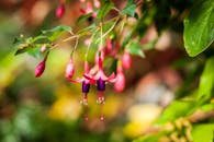 郁郁葱葱的绿叶中，紫红花的彩色特写镜头展示了大自然的美丽