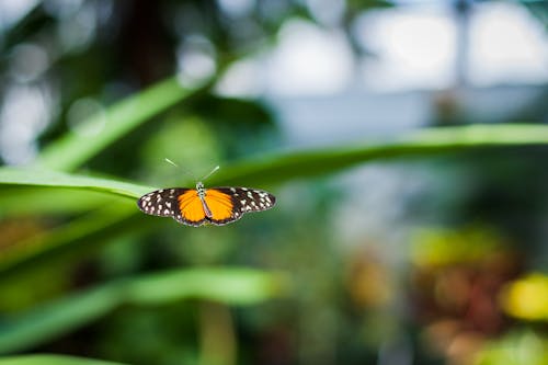 Free stock photo of butterfly, green plants Stock Photo