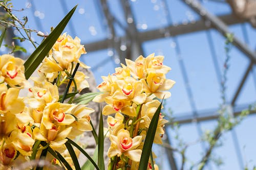 Free stock photo of flowers, greenhouse, yellow flower Stock Photo