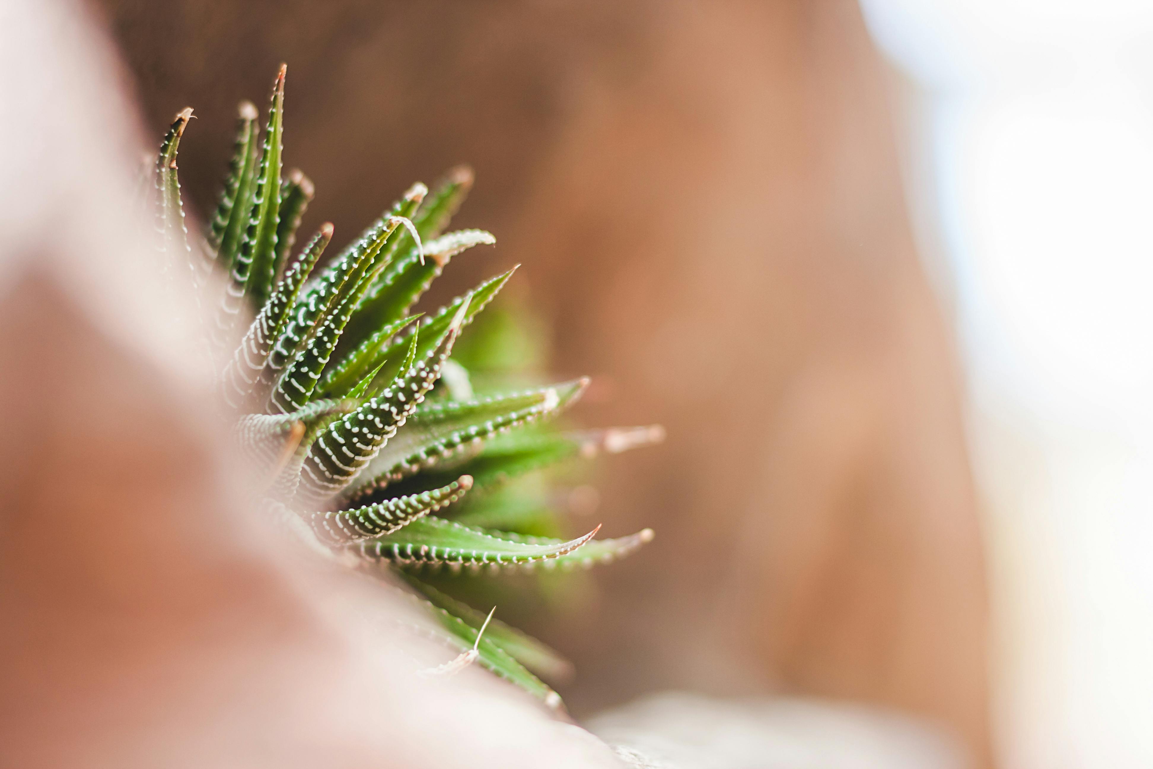 一张充满活力的绿色多肉植物特写，周围环绕着天然岩石纹理