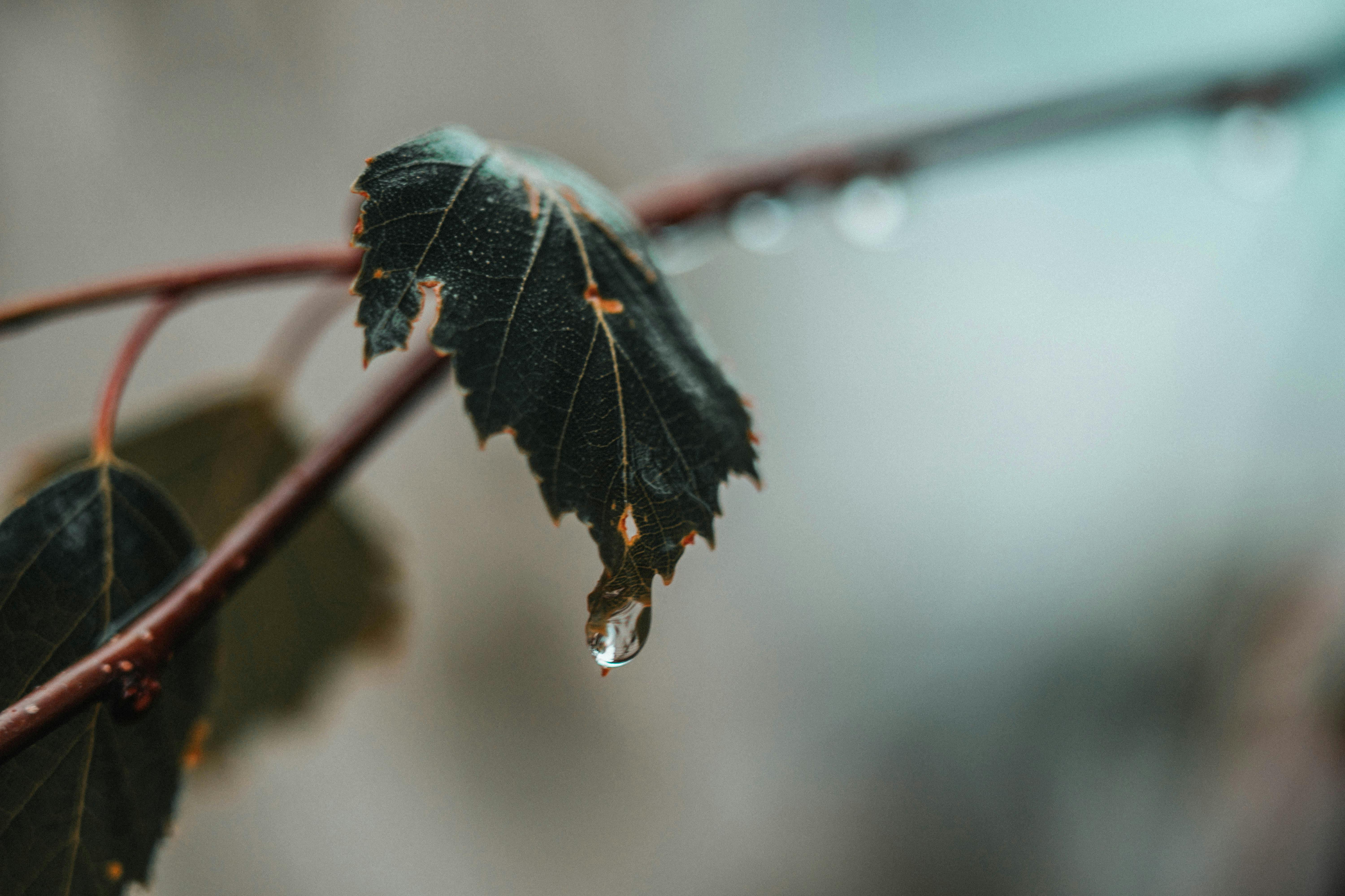 water dew on leaf