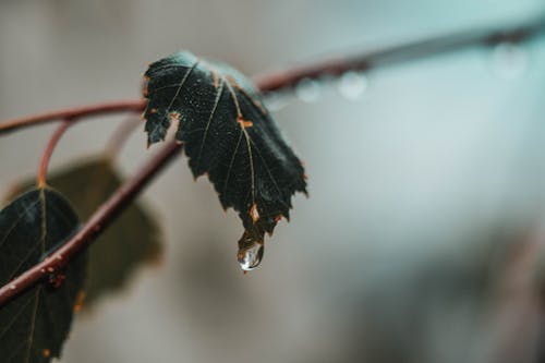 Water Dew on Leaf