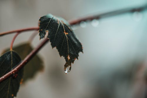 Rocío De Agua En La Hoja