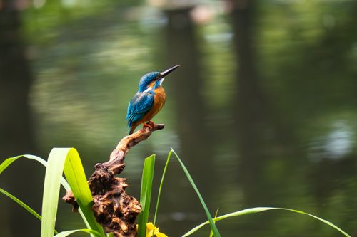 Free A colorful kingfisher perched amidst lush green foliage in Hangzhou, China, captures a serene wildlife moment. Stock Photo