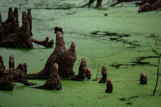 Cypress knees rising from the black water in Congaree National Park