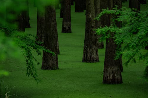 Безкоштовне стокове фото на тему «@outdoor, вказівки, водно-болотні угіддя»