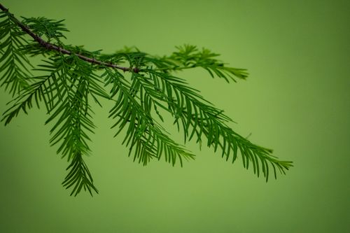 Free Detailed view of a lush green conifer branch in Hangzhou, China. Stock Photo