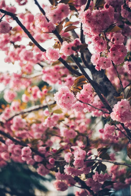 Photos gratuites de arbre, belle fleur, bourgeon