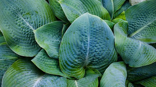 Fotografia De Close Up Da Planta