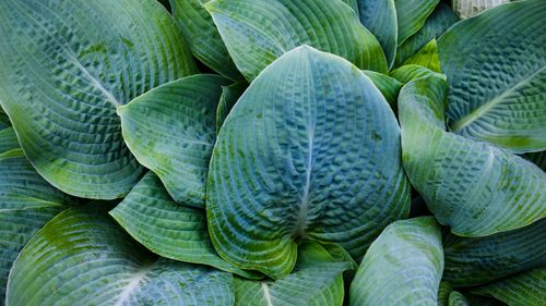 Free Close-up view of lush green hosta leaves showcasing vibrant textures and patterns. Stock Photo