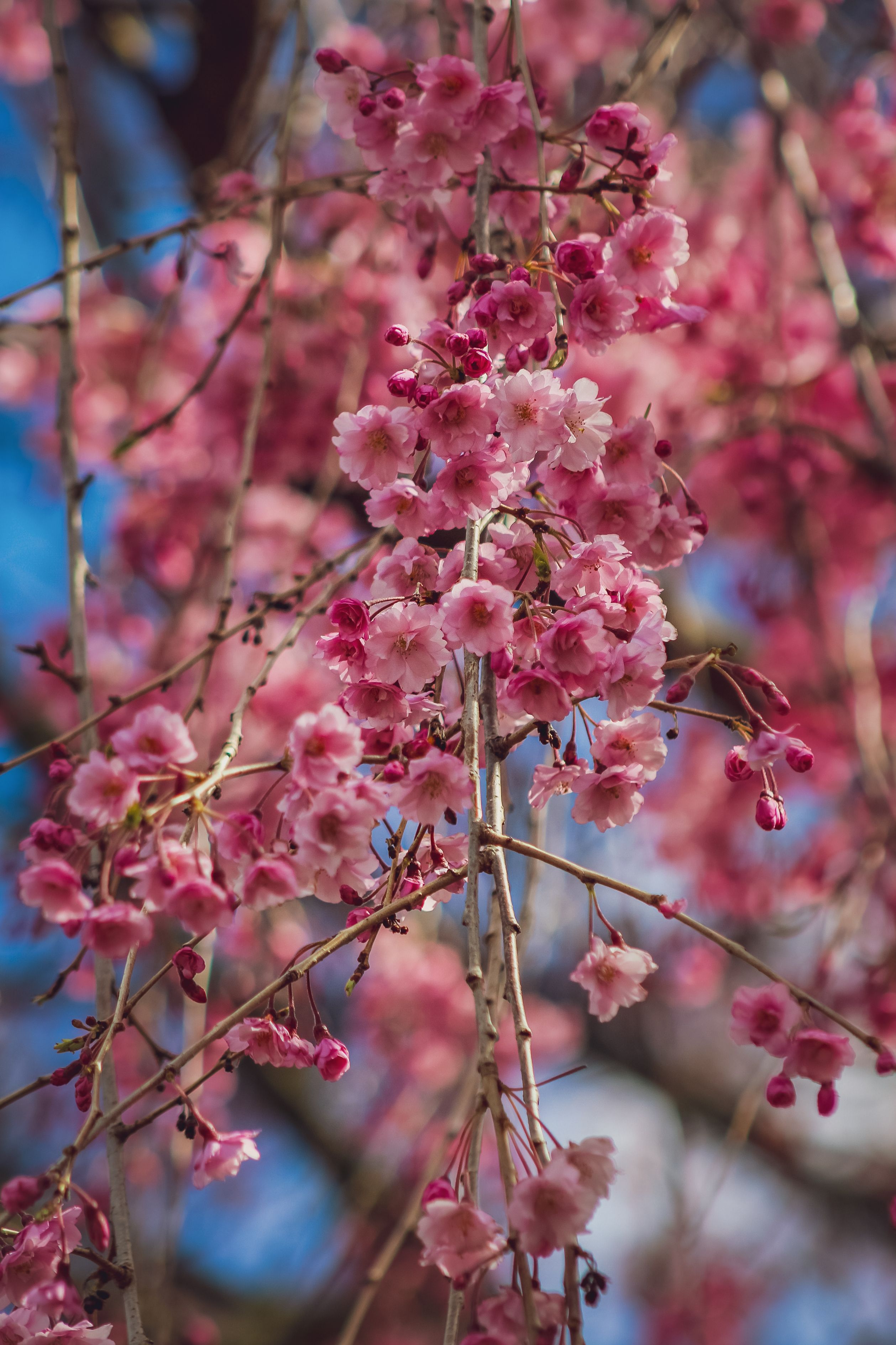 A close up of pink flowers on a tree · Free Stock Photo