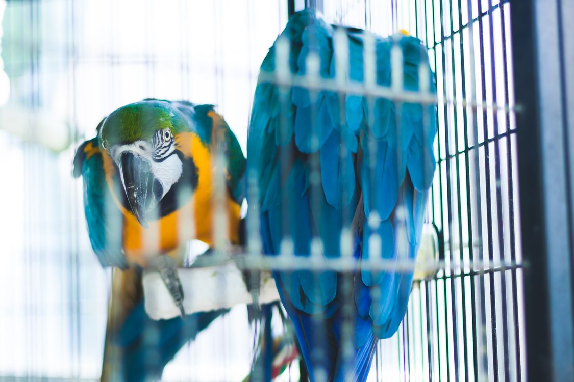 Close Up Shot of Two Macaws in the Cage Free