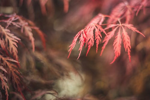 Fotografi Fokus Daun Merah