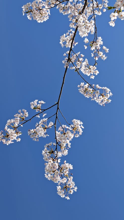 벚꽃의 무료 스톡 사진