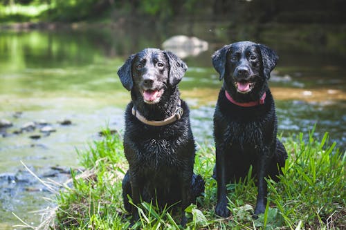 Free Two Black Short Coated Dogs Stock Photo