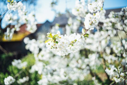 Fotos de stock gratuitas de árbol, cerezos en flor, flora