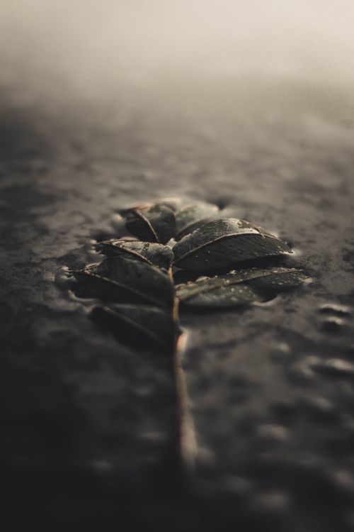 Free A close-up photograph of a damp leaf resting on a dark, textured surface with dramatic lighting. Stock Photo