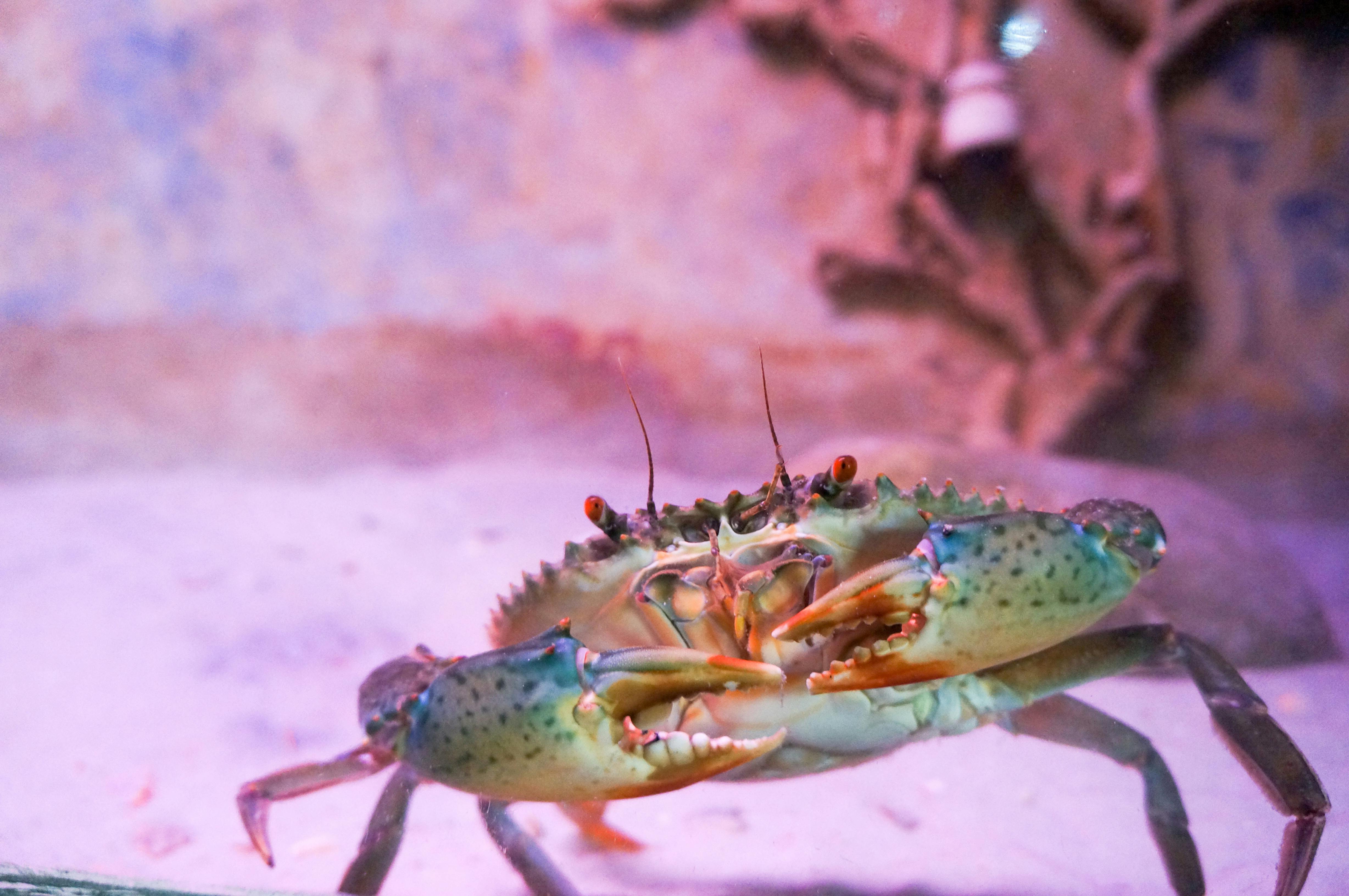 Free stock photo of crab, museum, sea