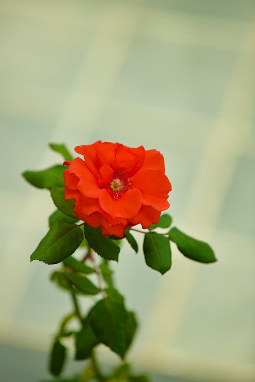 Foto stok gratis berbayang, berbunga, bunga