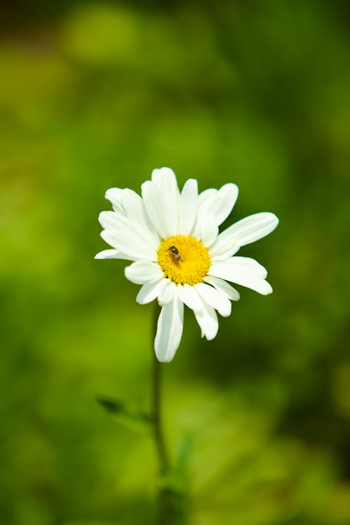 Foto stok gratis berbayang, bunga, bunga kamomil