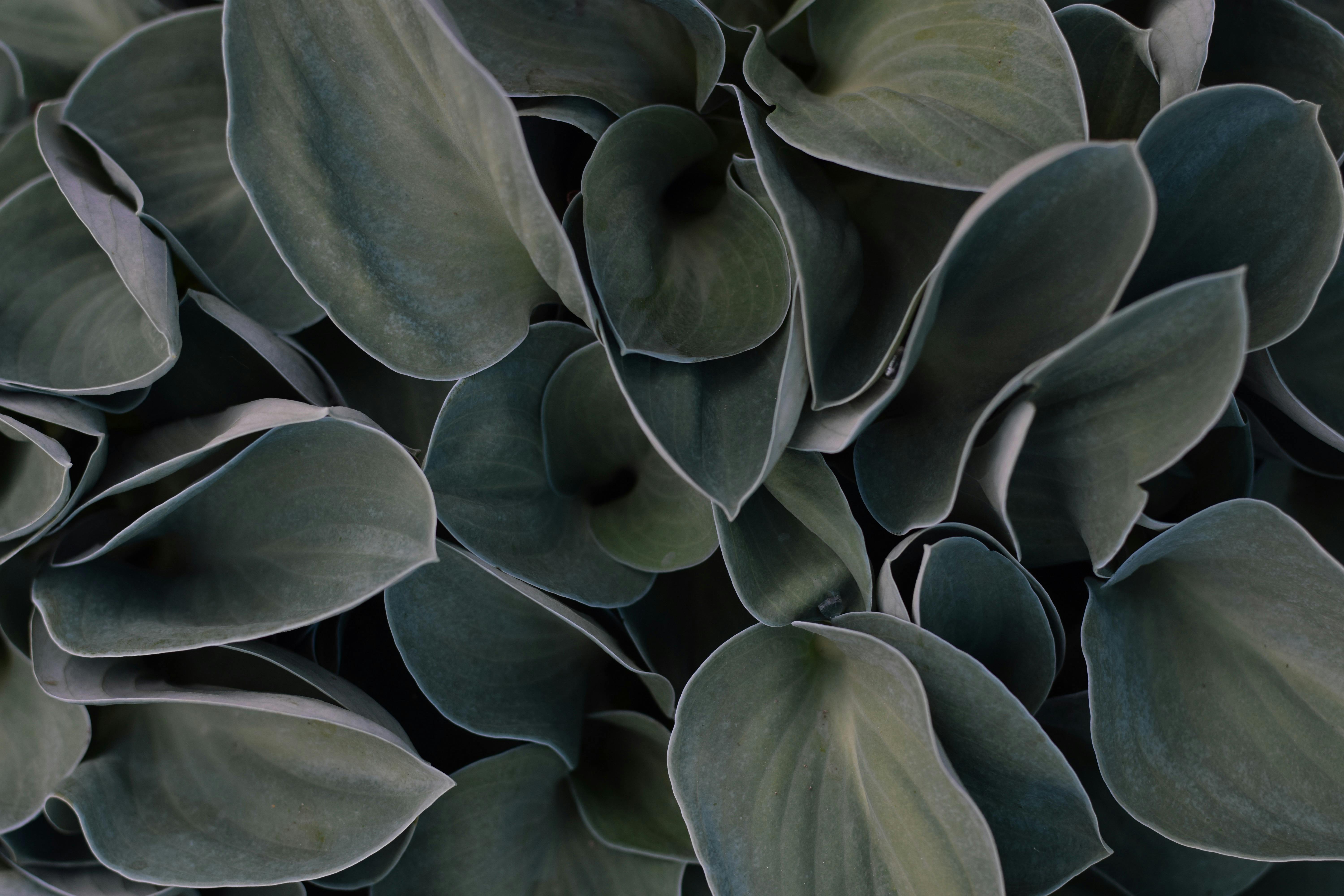 Detailed view of dark green succulent leaves, perfect for nature-themed projects.