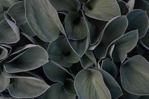 Free Detailed view of dark green succulent leaves, perfect for nature-themed projects. Stock Photo