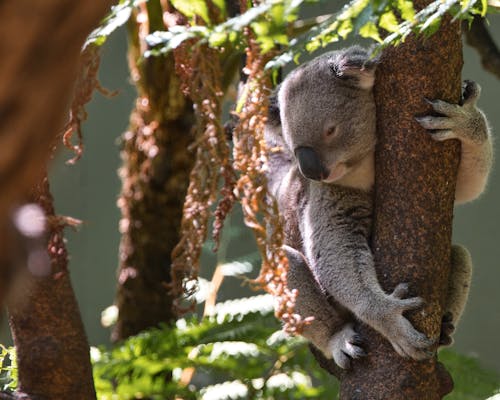 A koala bear is sleeping on a tree branch