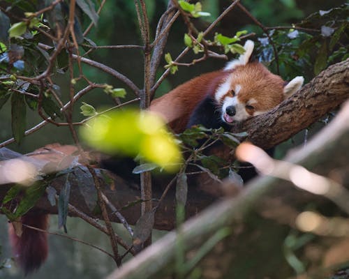 A red panda sleeping in a tree