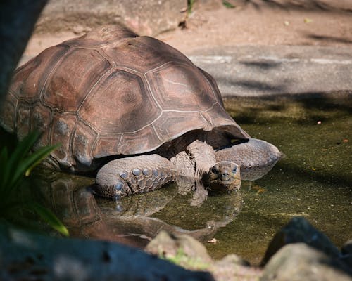 A turtle is laying in the water