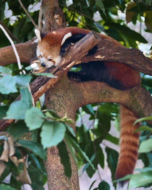 A red panda sleeping in a tree branch