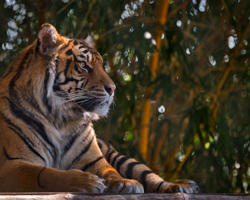 A tiger is sitting on a wooden bench