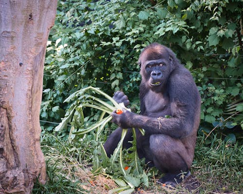 Free stock photo of gorilla, taronga zoo, zoo