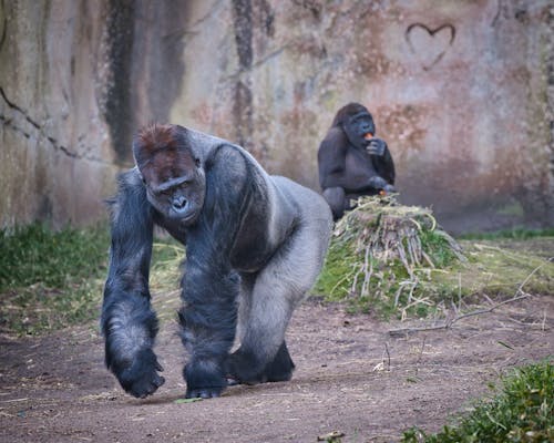 A gorilla walking in a zoo enclosure with a heart drawn on the ground