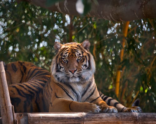 A tiger is laying on a wooden bench