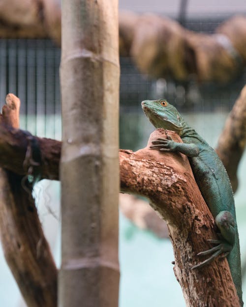 A green lizard sitting on a branch in an enclosure