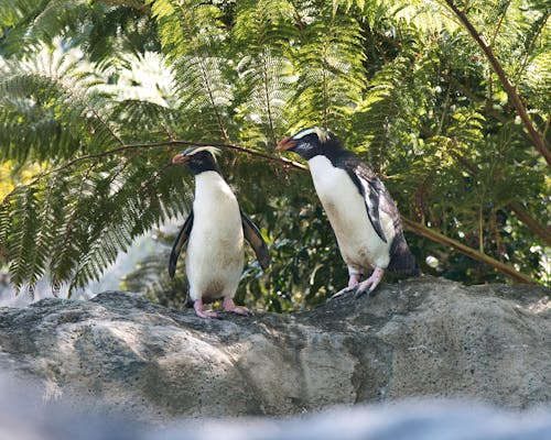 Two penguins standing on a rock in front of a tree