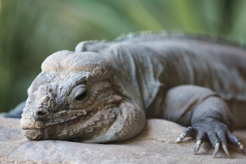 An iguana laying on a rock with its eyes closed