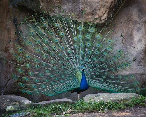 A peacock with its feathers spread out