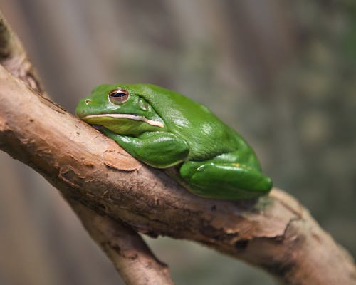 A green frog sitting on a branch