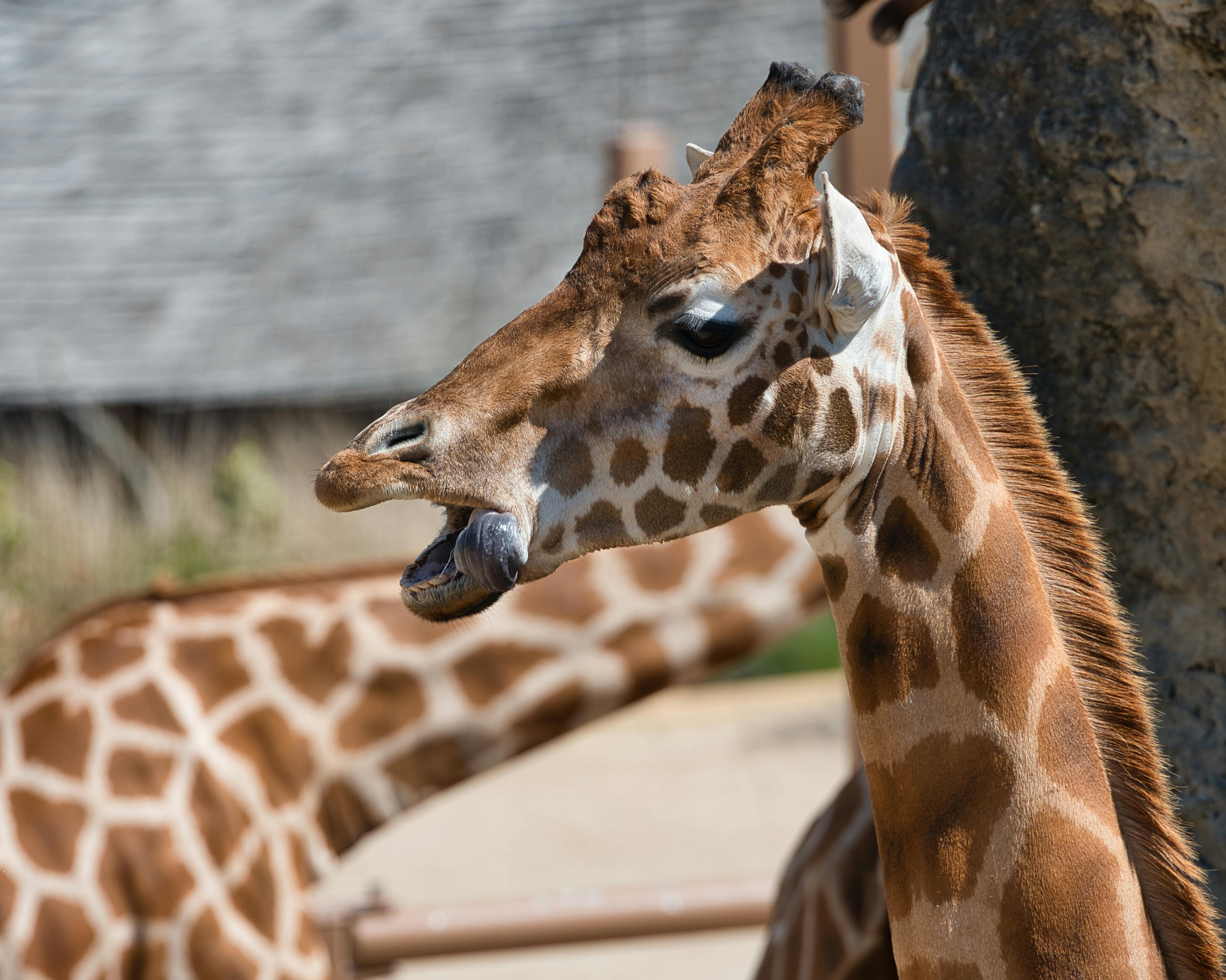 Giraffes Photos, Download The BEST Free Giraffes Stock Photos & HD Images