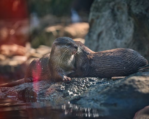 Free stock photo of otter, taronga zoo, zoo