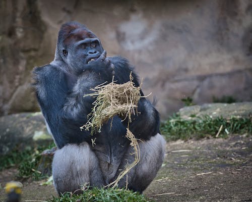 Free stock photo of gorilla, taronga zoo, zoo