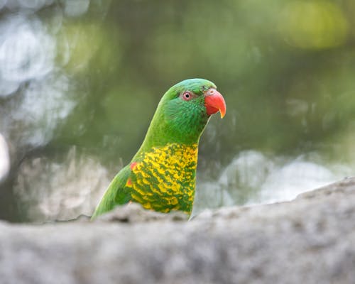 A green and yellow parrot sitting on a rock