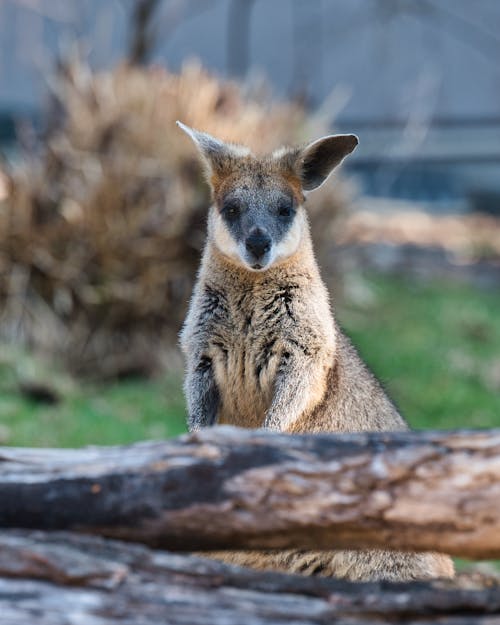 A kangaroo is sitting on a log in the zoo