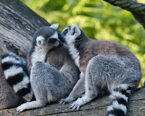 Two lemurs are sitting on top of a tree branch