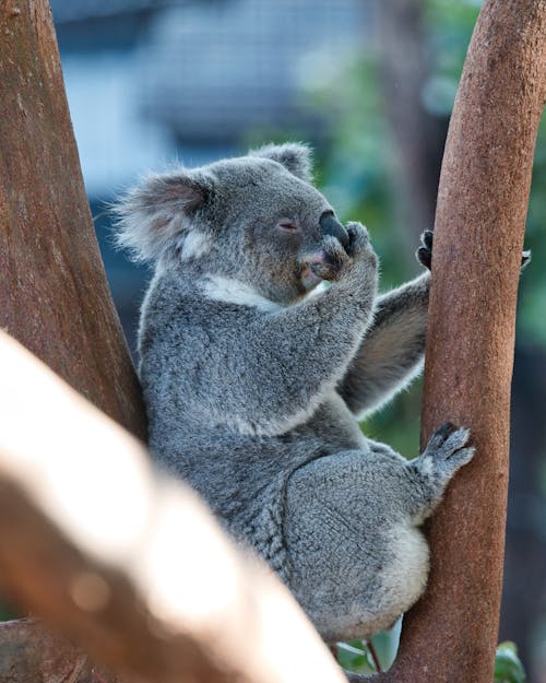A koala is sitting on a tree branch