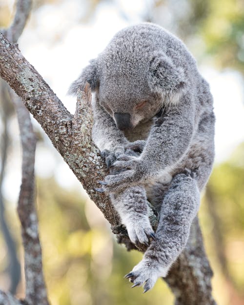 A koala is sleeping on a tree branch
